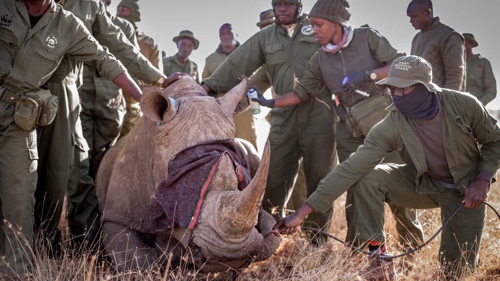 Rhino (2025)