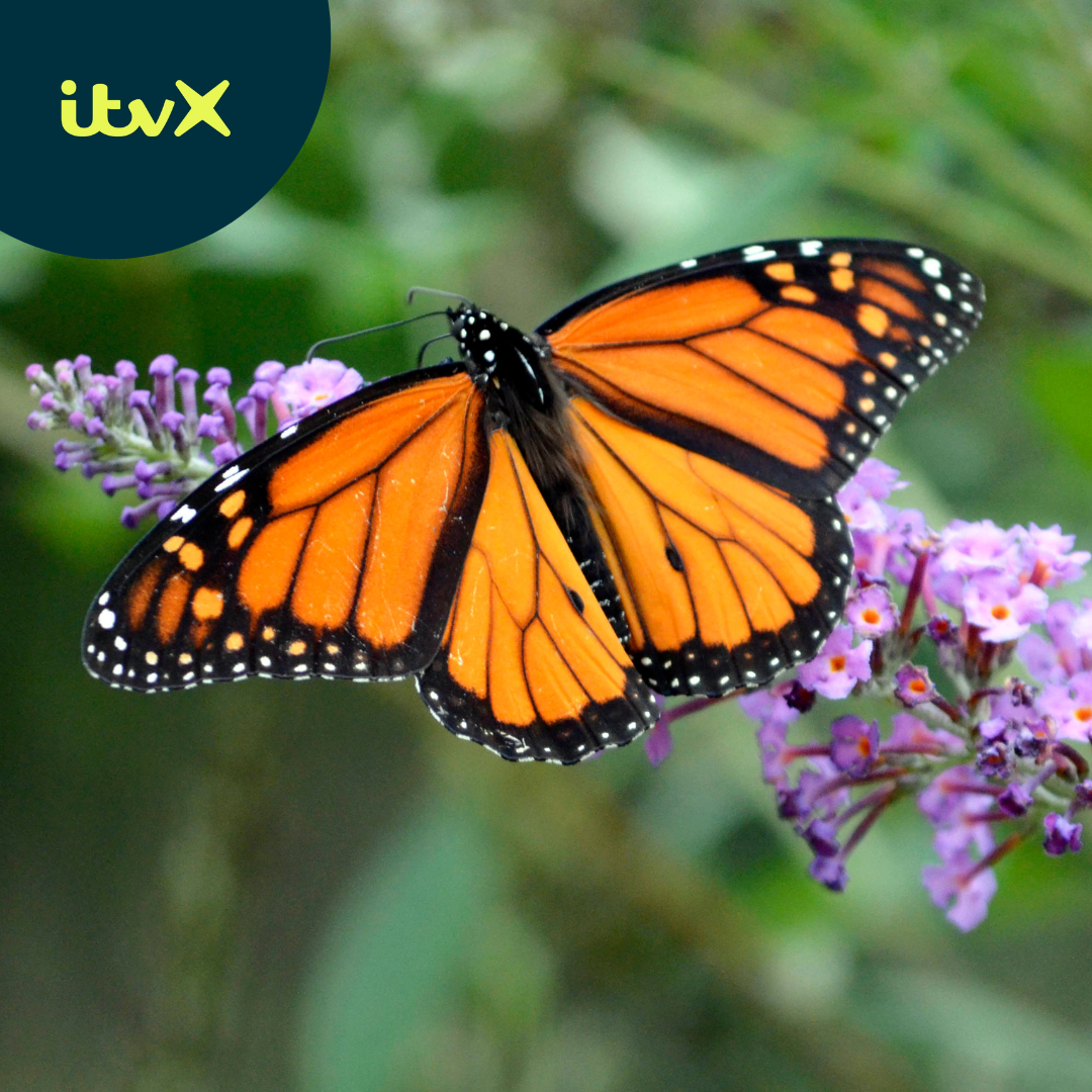 Blog Repeatable Images (26) (1)