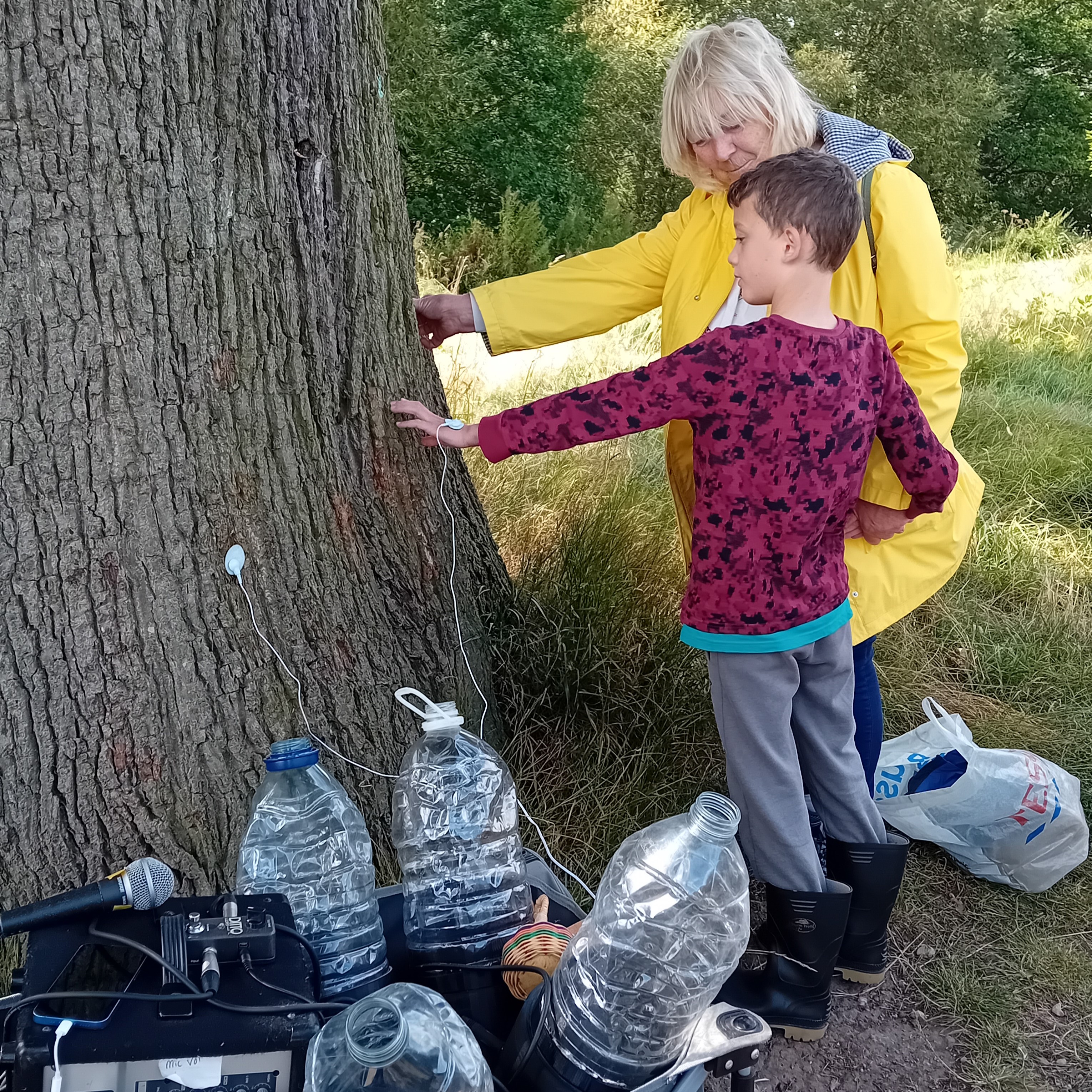 Generating Sound From An Oak Tree (2)