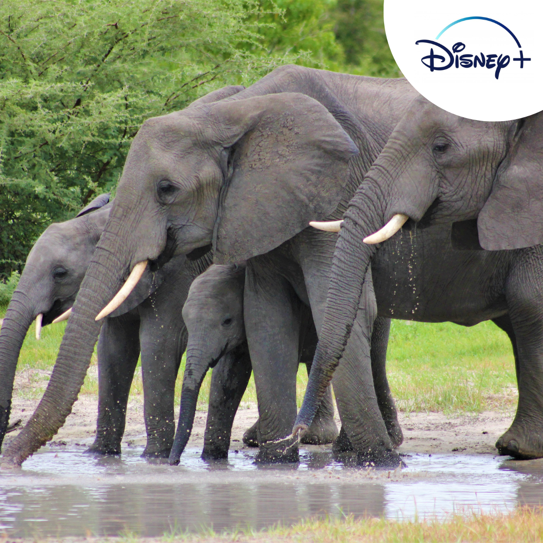 Blog Repeatable Images (12)